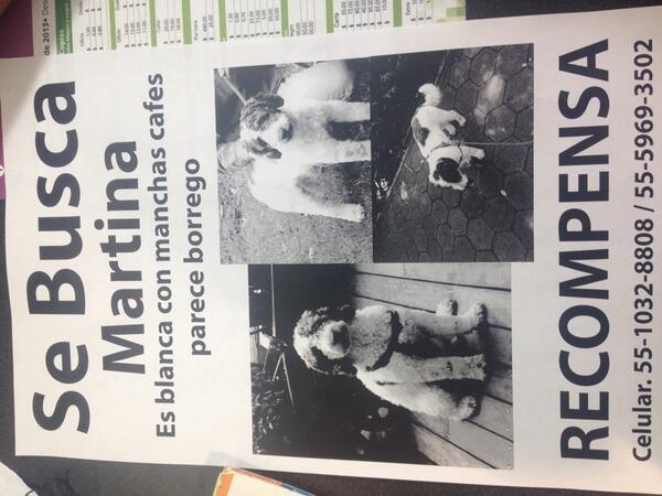 danigtzponce's tweet photo. @arturoelias plis ayúdame a rt, se me perdió mi perrita en la col Roma http://t.co/1ugZJY0Ixb