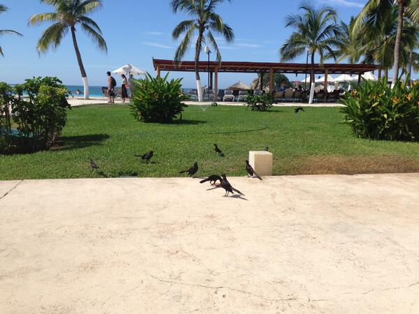 jose_rdz's tweet photo. Cuervos ladrones!!! They stole my food!! http://t.co/TVrP2jPpDK