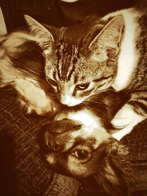 My babies having cuddles &amp; keeping me company while I'm poorly :) #mylittlefamily http://t.co/c0vD8U<a href="/tag/mylittlefamily"class="tags"><span>#mylittlefamily</span></a>