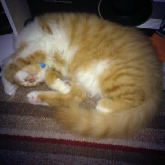 Sleeping beauty! #orangetabby #sleepingcat