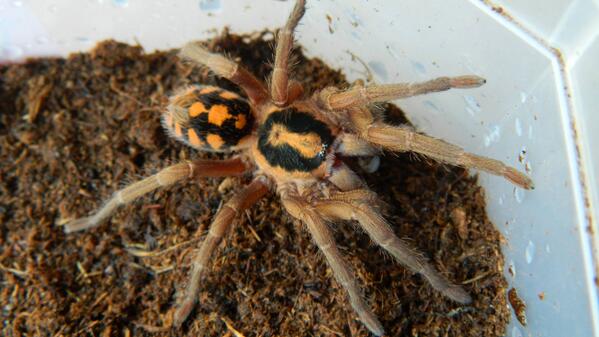 FotoTarantulas's tweet photo. y esta que realmente es impresionante #Hapalopus sp. Columbia "Large" fressen #tarantula http://t.co/e02A1p5fGQ