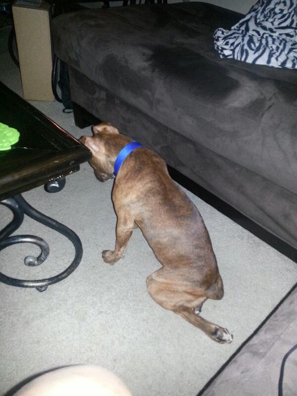 ItsKimMade's tweet image. #50ThingsAboutMe 48. I have the cutest pit bull...and she prays!!!!