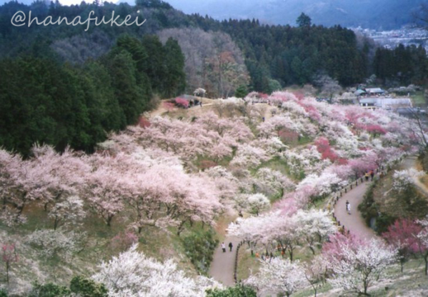 hanafukei's tweet photo. 梅　撮影地：東京都　吉野梅郷　#flower #PlumBlossoms #花 #梅 https://t.co/tKt3UF0lVl