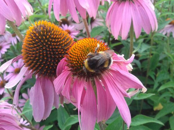 Bee happy! #lovebankholidays