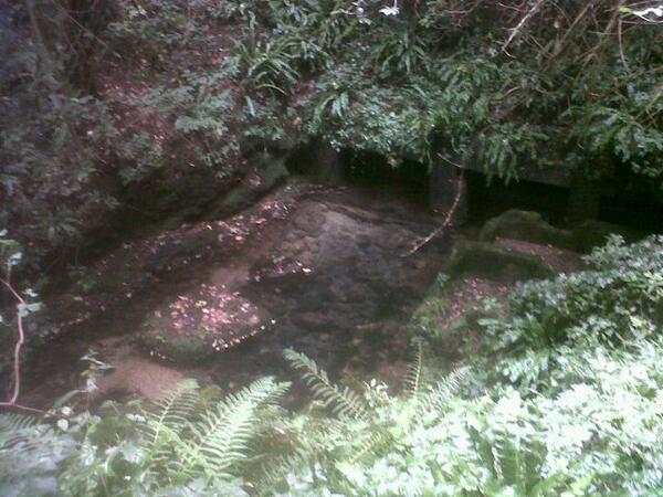 Oggi ho visto la Fontana del Forame sul Montello, sorgente del fiume Giavera. Un ambiente integro dietro casa mia.