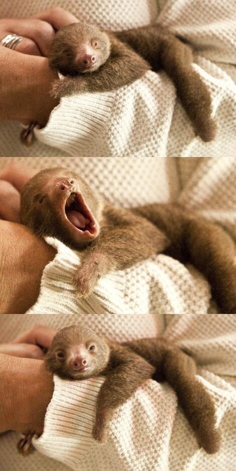 Baby sloth