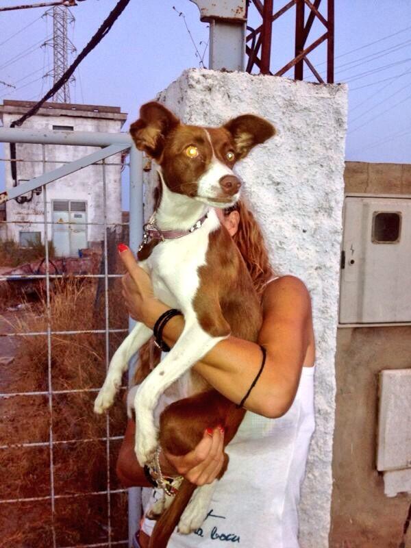 protemalaga's tweet photo. Cachorrita encontrada en la carretera entre Pozo del Camino-Isla Cristina.Lleva collar rosa.Se busca a su familia. http://t.co/zYPbIYwRhL