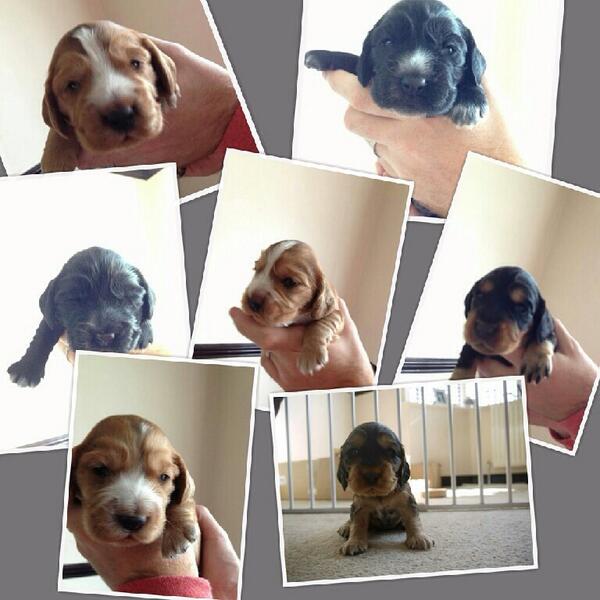 white_no_sugar1's tweet photo. #CockerSpaniel pups for sale message for details http://t.co/tYyOlDGp18