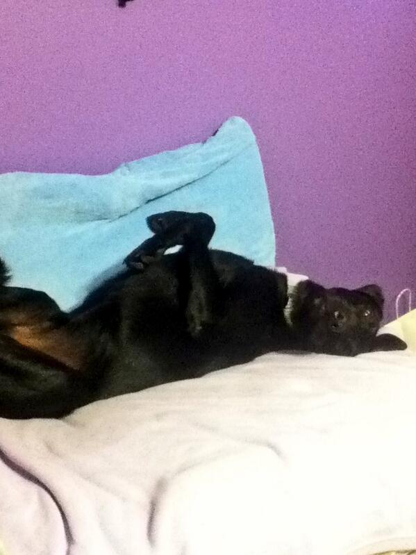 MeganRoy12's tweet image. Rough life #lazy #sleepsallday