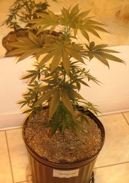 malik mlg tweet media