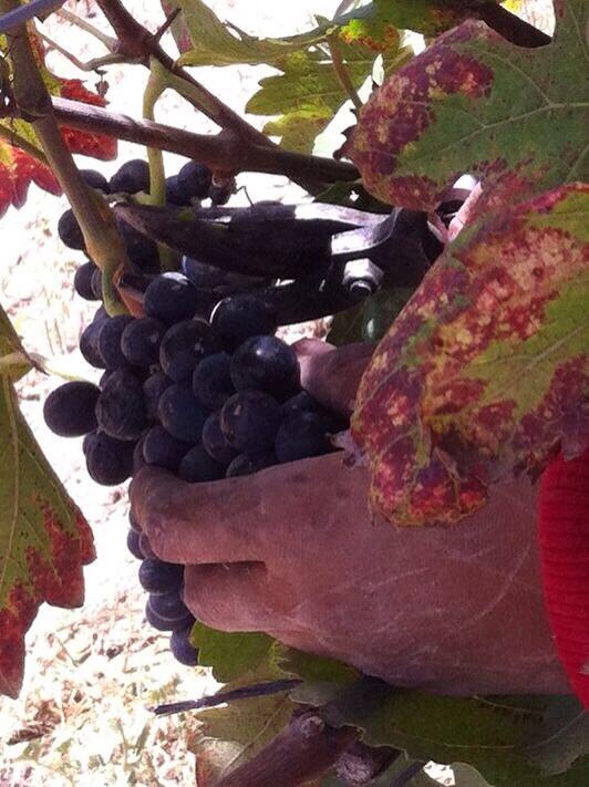 Celebra este próximo sábado 31 de Agosto en los Viñedos Cuna de Tierra el inicio de la Cosecha 2013!!