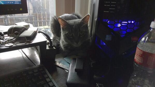 gadgetkitty's tweet image. Always with Daddy. #techkitty