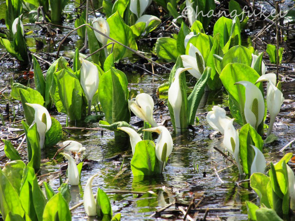 hanafukei's tweet photo. ミズバショウ　撮影地：新潟県 妙高高原いもり池　 #AsianSkunkCabbage #flower #ミズバショウ #花 https://t.co/kULBLcdQXu