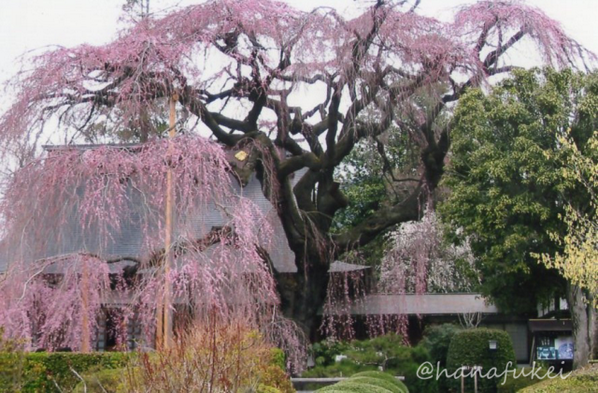 hanafukei's tweet photo. イトザクラ　撮影地：山梨県 甲州市 慈雲寺　#flower #CherryBlossom #花 #桜 #イトザクラ https://t.co/AacPZuu77A