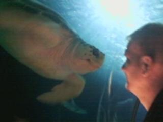 yeahitisi's tweet image. Turtle at the MOA