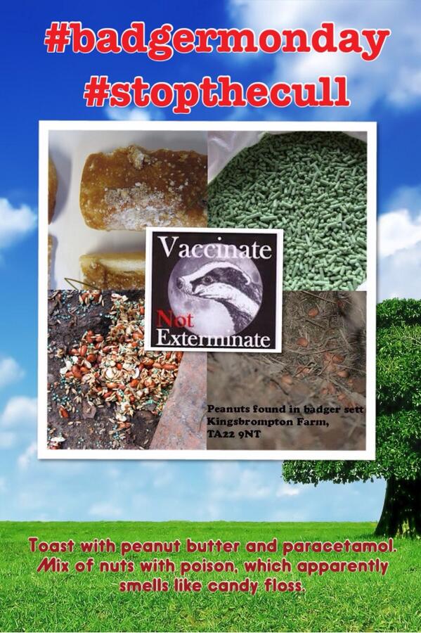 Muffy_Moos's tweet photo. @Animals_Need_Us: #badgermonday pic of poisoned badger bait.If you are out walking Bank Holiday Monday pls remove it! http://t.co/QBSF5S9Af3