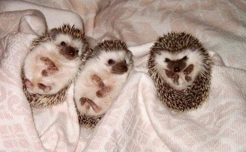 Милые ежики. Семья ежей. Много ежиков. Четыре ежика. Много ежиков.