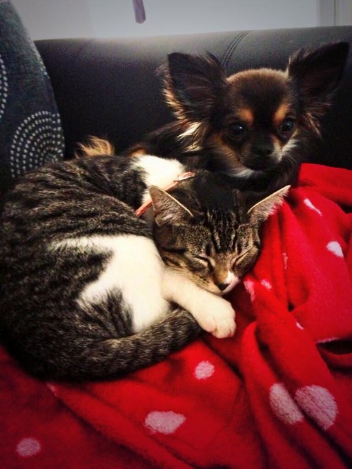 I want another dog.. What shall I get to accompany these 2 little beauties?! http://t.co/V6Kh8c6OIj<a href="/tag/chihuahua"class="tags"><span>#chihuahua</span></a><a href="/tag/onesielove"class="tags"><span>#onesielove</span></a>