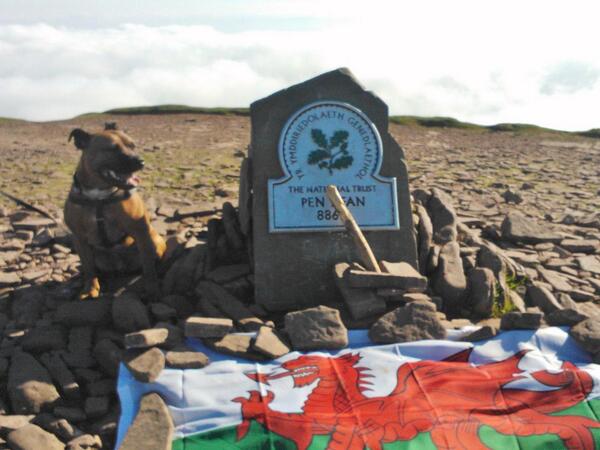 Hoochie_'s tweet image. Today Hoochie will mostly be walking up...and then down Pen Y Fan #steepclimb