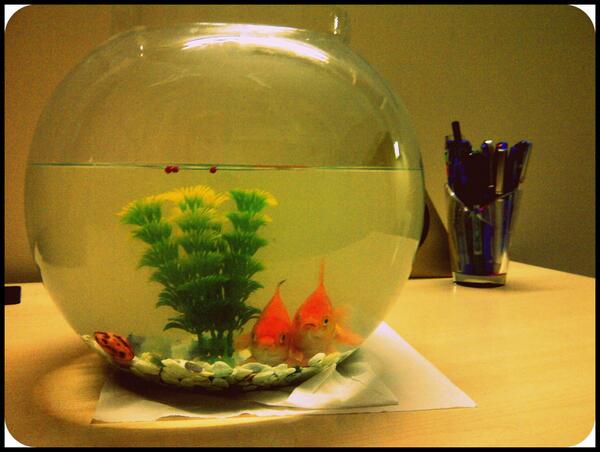 roublesingh's tweet photo. My new roomies! http://t.co/Q8BGDa3ECJ