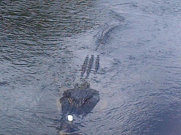 ChaseVanExel's tweet image. This Gator in the "marsh" land was just mallow-ing out #swamphumor #bayoulife