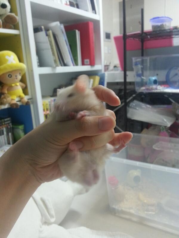 backdrumtales's tweet photo. 싫다!!! 놓아라!!! ......감자의 하반신이 적나라해서 부끄러운 사진. 여자애랑은 다르다... 확연하게...u///u 아직 애긴데 이만하니 점점 커지겠지.... 알 두개... mm) http://t.co/vvedNHzufD