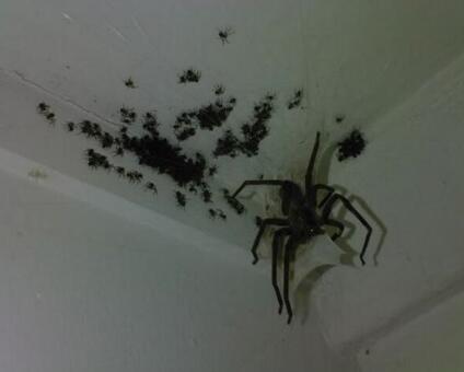 rigsy on twitter: "a spider nest in a bedroom in kentucky. swear to