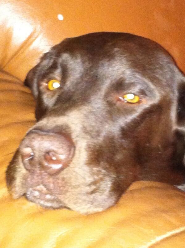 GooOutdoors's tweet image. #NationalDogDay #NAVHDA Utility Prize I Kaner.