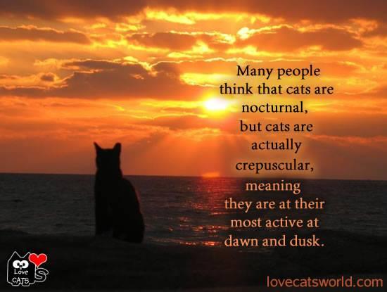 OriginalGrayCat's tweet photo. What is this "active" they speak of? http://t.co/70m4werOuB http://t.co/0W50dQpTAT