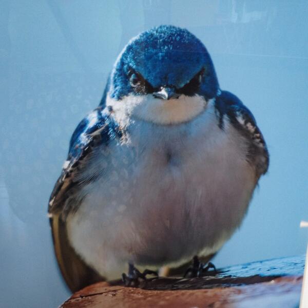 Real life angry bird. #mountainbluebird #awww