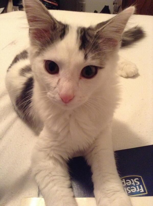 DrLecter_MD's tweet photo. // Until then, have a kitten. http://t.co/c21yb1uqo9
