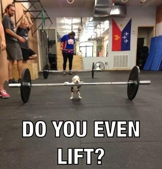 Bernie_Escobar's tweet photo. “@CauseWereGuys: Do you even lift bro http://t.co/X2ii0LpXKe”@tmullins92