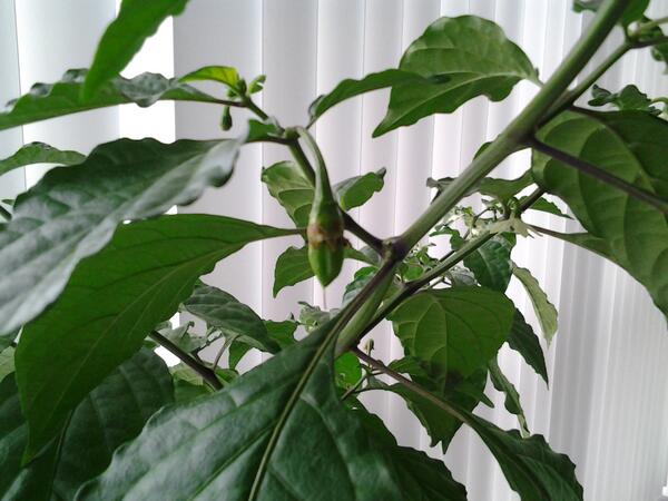 Strider72's tweet photo. Peppers are finally coming in! #ghostpeppers http://t.co/lv7oj1DChh