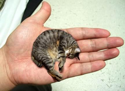 Kurioseando's tweet photo. Mr. Peebles ha sido el gatito mas pequeño del mundo. http://t.co/Io3c3t5RBb