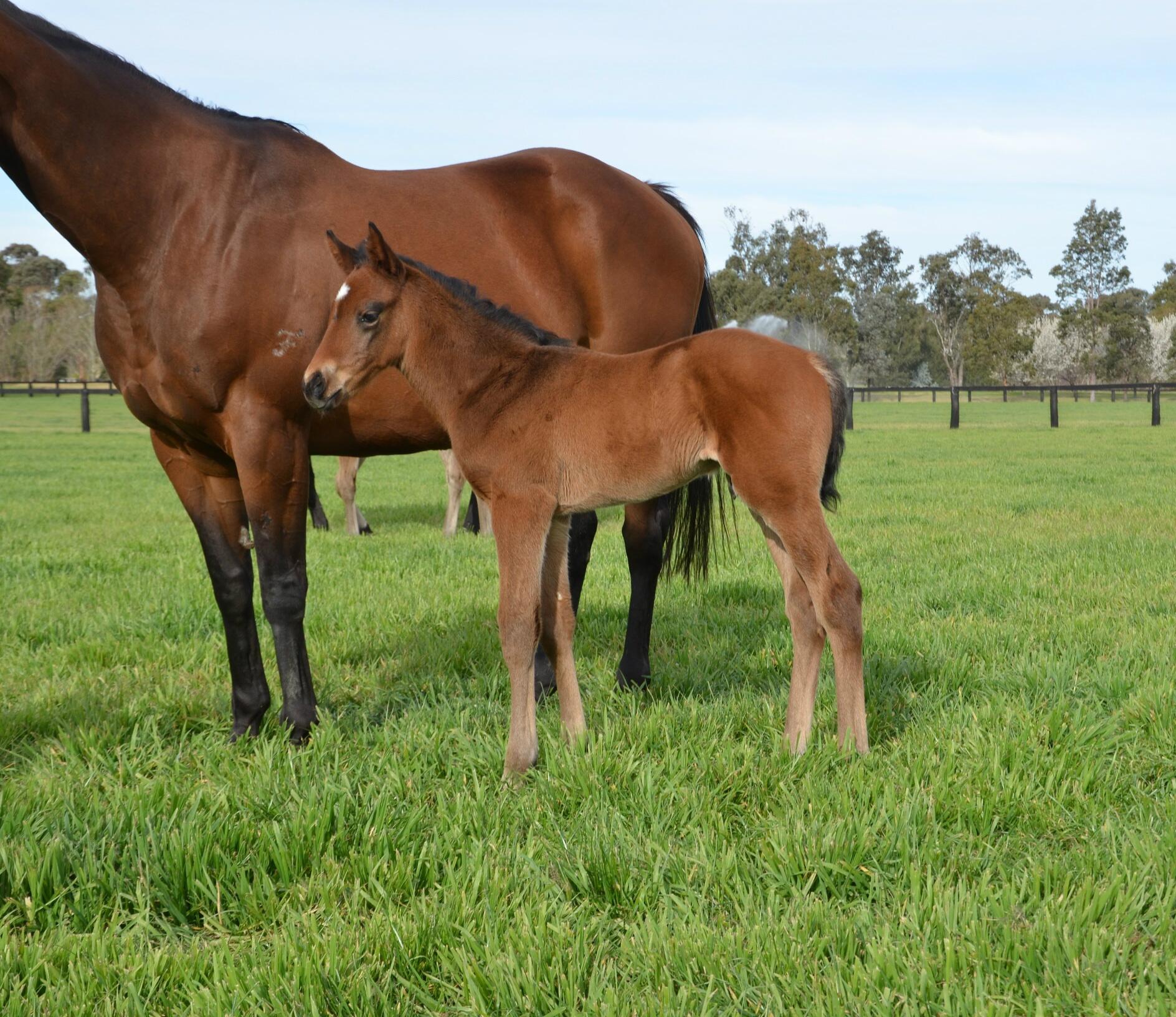 Inference - Thoroughbred Horse Racing and Breeding Forums