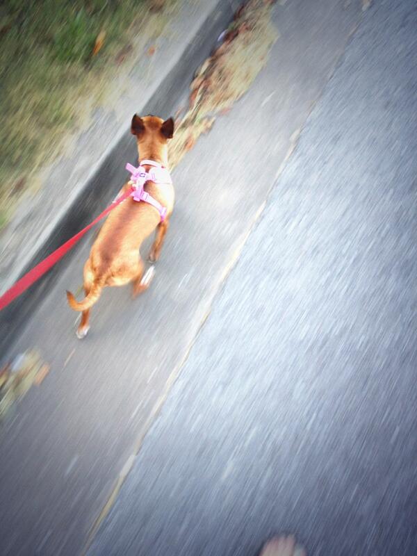 Juicy__J's tweet photo. My favorite time of day 🐶💗 http://t.co/ORJ3LLlo0S