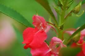 もも おはようございます O 8 27誕生花は ホウセンカ 花言葉は 心を開く 別名ツマベニ 勢いよく伸びた葉のつけねに赤やピンクのお花が咲きます 花後の実に触れると種が弾けるのが特徴で 昔は花びらで爪を染めて遊んだそうです Http T Co