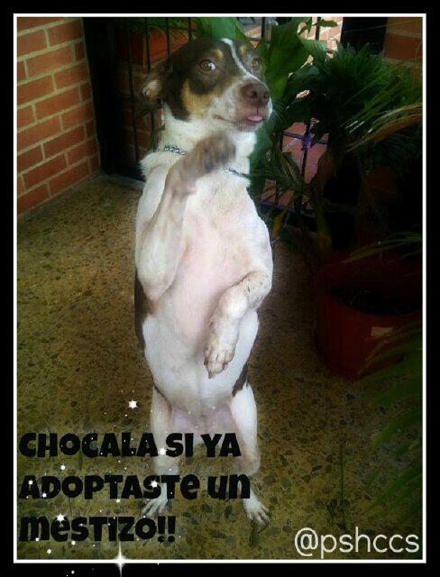 Chocala!!! Nosotras ya adoptamos un PerroSinHogar y tu? Que esperas? Animate!!! #AdoptarEsAmar