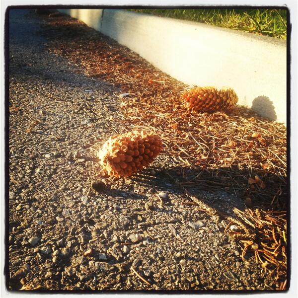 PushFPhoto's tweet image. Beauty is everywhere guys ! Even in something this simple !