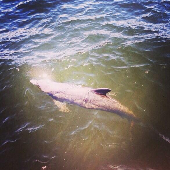 Highlight of my life #dolphin #rodandreelpier