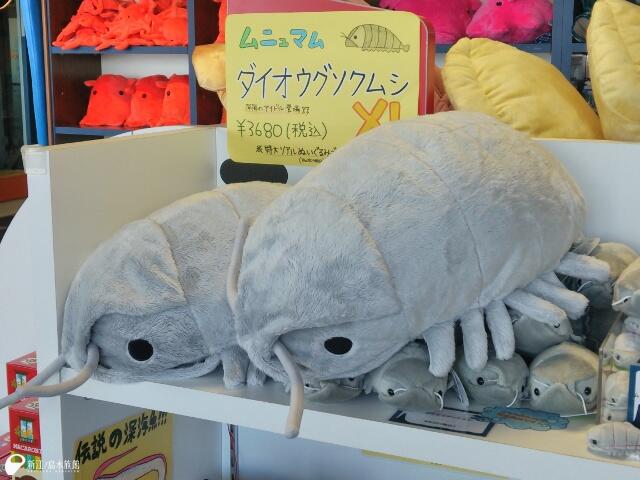 新江ノ島水族館 على X: 新江ノ島水族館 على X: