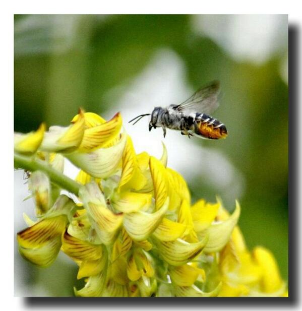 MagicmanHankey's tweet image. Buzzy streamzoo.com/i/13291638