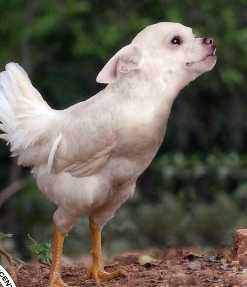 BizarreAnimals tweet picture