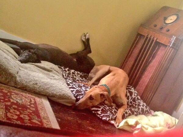 Laurenn_alexiss's tweet image. #NationalDogDay #ripjackson