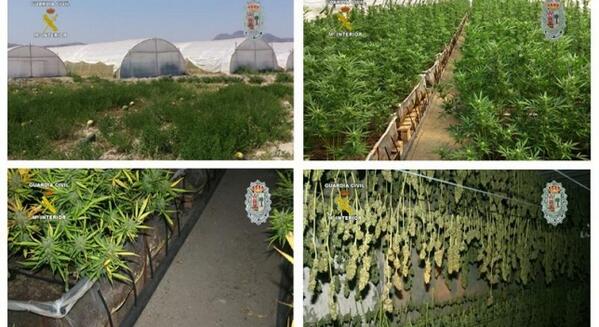 A3Noticias's tweet photo. Incautadas en Murcia 14.000 plantas de marihuana, la mayor cifra intervenida en España http://t.co/aJAwVHmNc2 http://t.co/QorswW9SKN