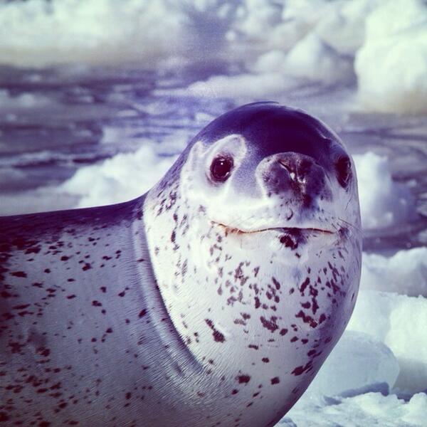 Just a photo of a happy looking leopard seal to brighten your day! #leopard #seal #nature #ocean #wildlife #sea