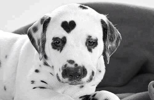 CutedogsDogs's tweet photo. #CutedogsDogs. http://t.co/gxE90cWxZR