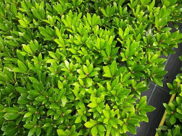 DelphyBoomteelt's tweet image. Skimmia&apos;s of Rhododendron op kleur brengen. Raadpleeg uw adviseur voor juiste #bladbemesting. dlvplant.nl