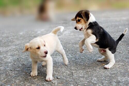 CutedogsDogs's tweet photo. #CutedogsDogs. http://t.co/lrPigaKIHe