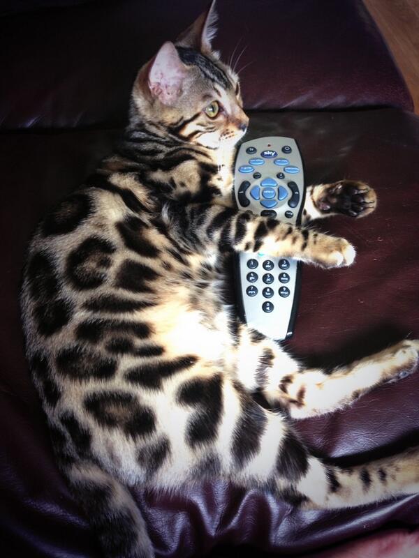 BlixSM2013's tweet photo. Don't change it mummy, this is my favrit bit!!! http://t.co/tRZj3Zss7j